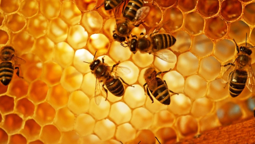 A close-up image of bees working on a honeycomb, symbolizing complex, interconnected networks and the collective efficiency in generative AI in marketing, where data and collaboration lead to productive outcomes.