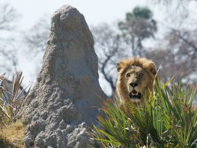 lion in the grass