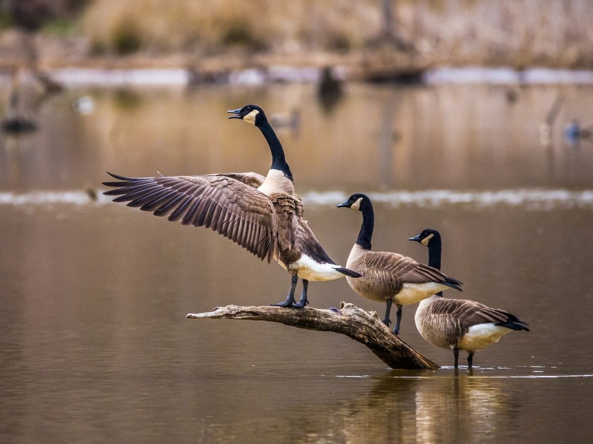 Three Canada geese stand on a partially submerged log in calm water, with one goose spreading its wings while the others look on.