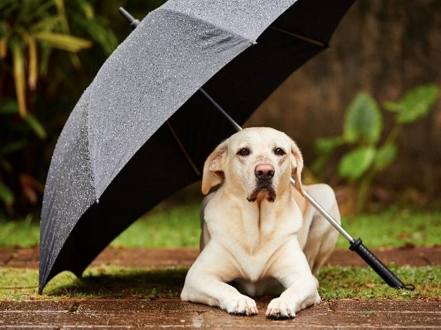 A white unhappy looking dog sits on a path in the rain with an umbrella tilted at an angle in piece about UX design strategy.