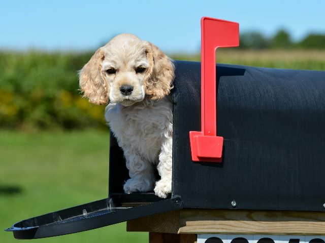 Puppy in a mailbox sticking its head out.