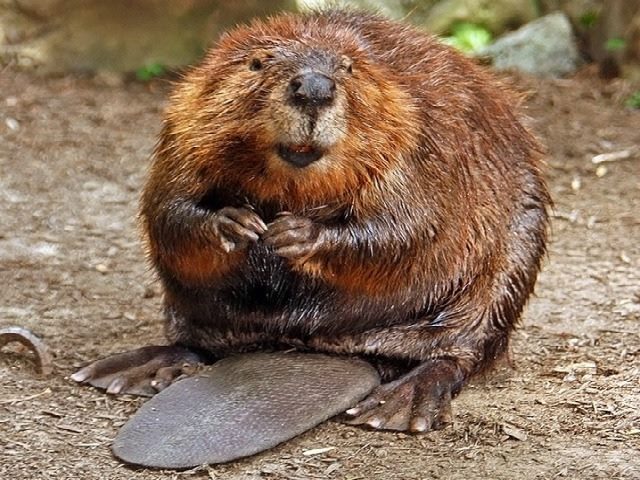 happy beaver