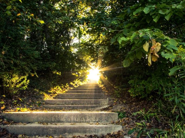 Sunlight streams down a stairway that travels up through a scenic green forest in a piece about AI in customer experience and the impact on customer journeys.