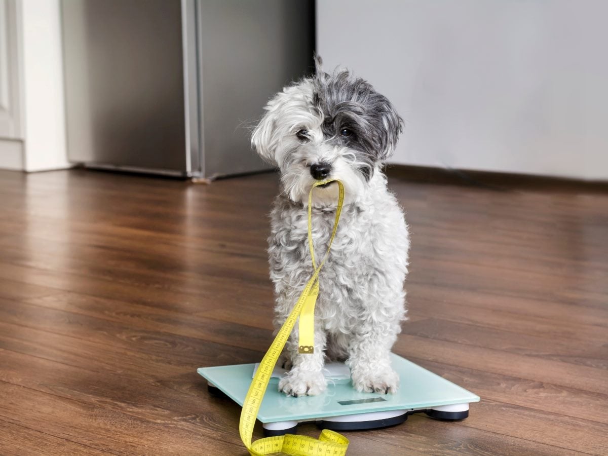 Small fluffy dog sitting on a digital scale indoors, holding a yellow measuring tape in its mouth, suggesting weight tracking or health monitoring.