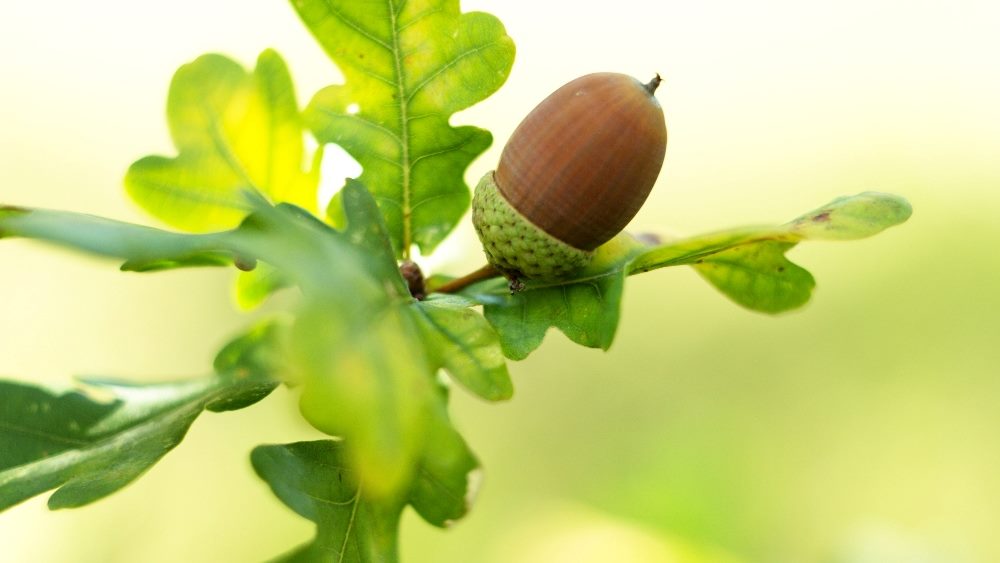 An brown acorn juts out from a green leaf on an oak tree against a blurred green background in piece about AI-driven revenue growth.