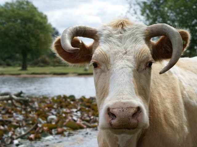 Inquisitive cow