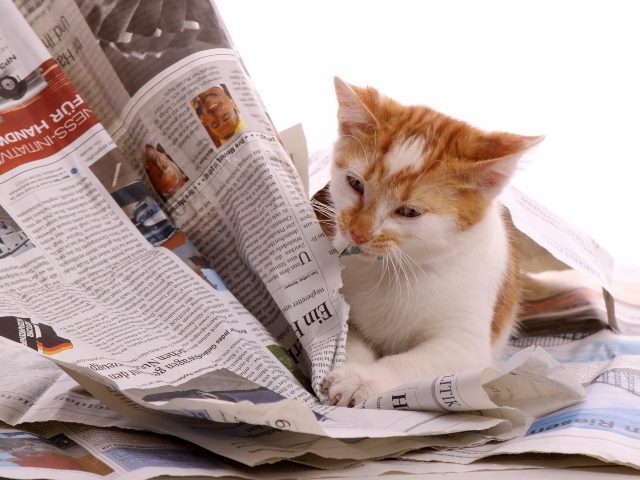 Cat scratches away at newspapers.
