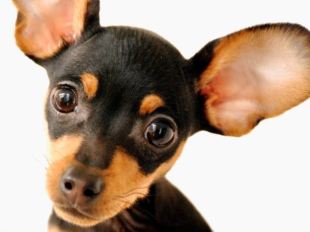 A cute dog with dark brown and reddish markings looks attentively at the camera with huge ears perked for listening, suggeslting the importance of social listening for brands. 