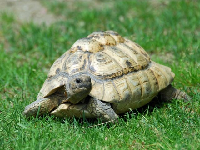 happy tortoise