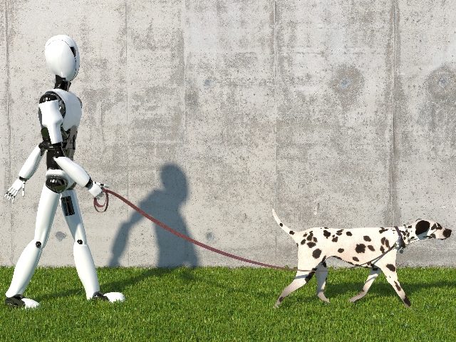 A humanoid robot walks a Dalmatian breed dog with a leash on the lawn. 