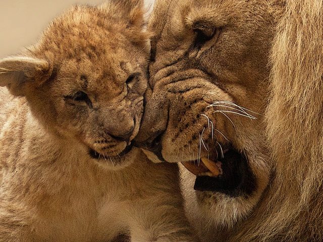 Adult Lion Playing With Lion Cub