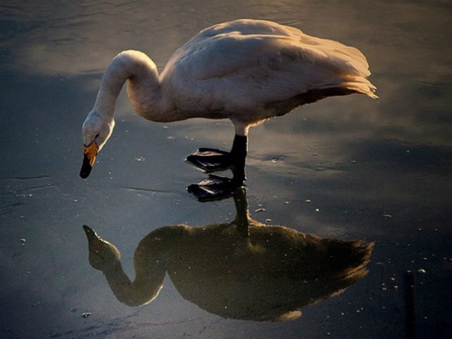 ugly duckling staring at reflection