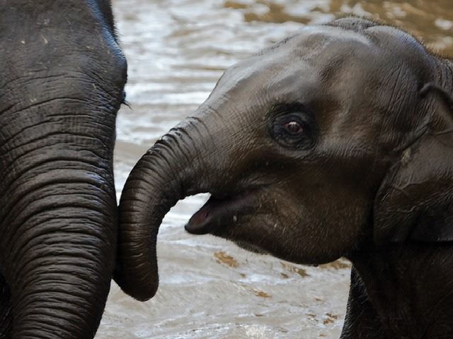 elephants trunk to trunk