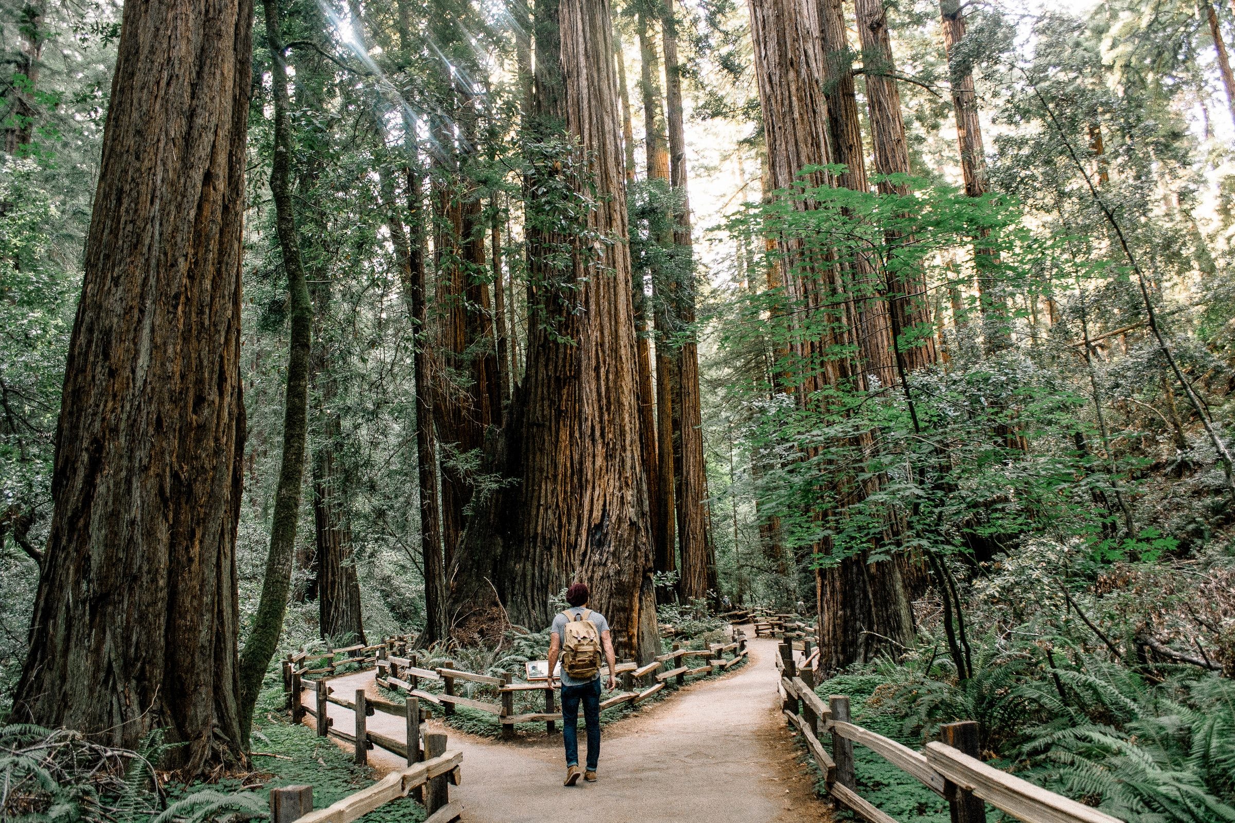 man on path in redwoods