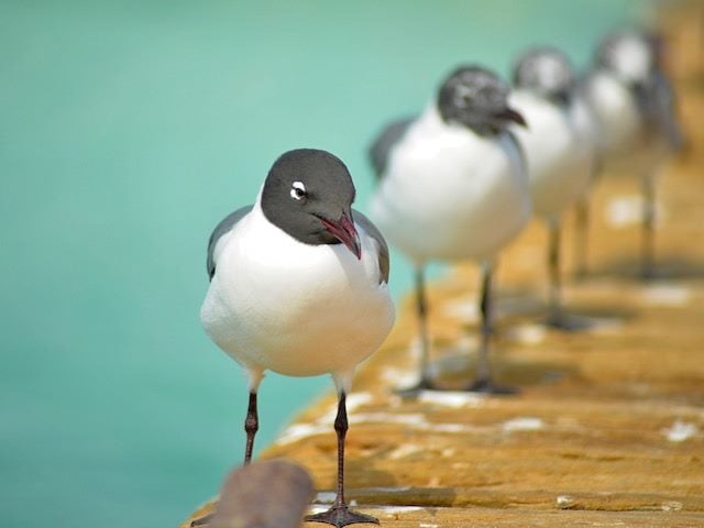 birds lined up 