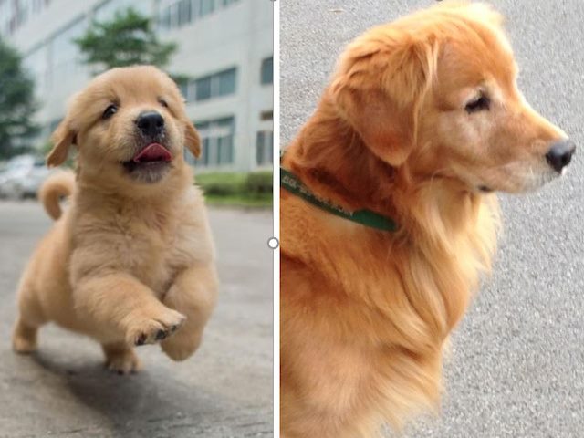 10-year challenge with a golden retriever