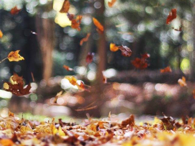 falling leaves