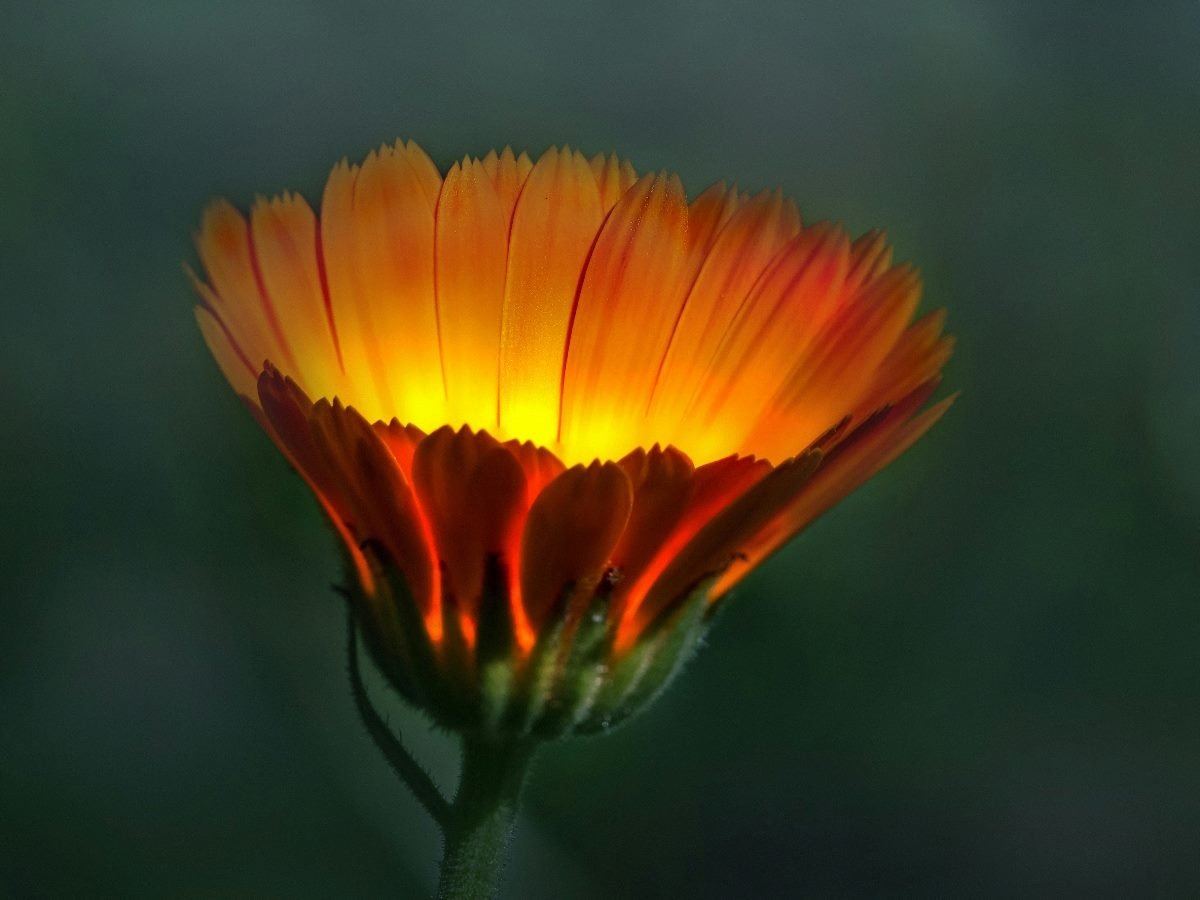 Flower that is glowing.