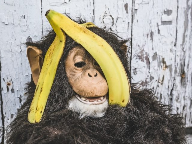 chimp