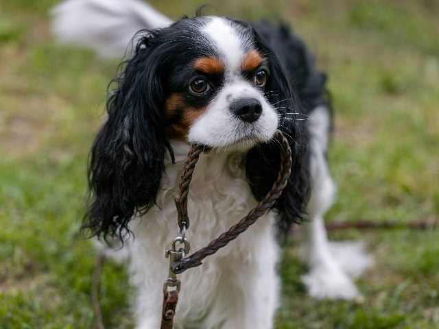The dog of the Cavalier King Charles Spaniel breed holds a collar with a leash in his mouth.