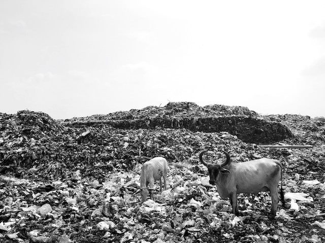 two cows standing in a trash dump. yes, we recognize the irony of using an image for this post