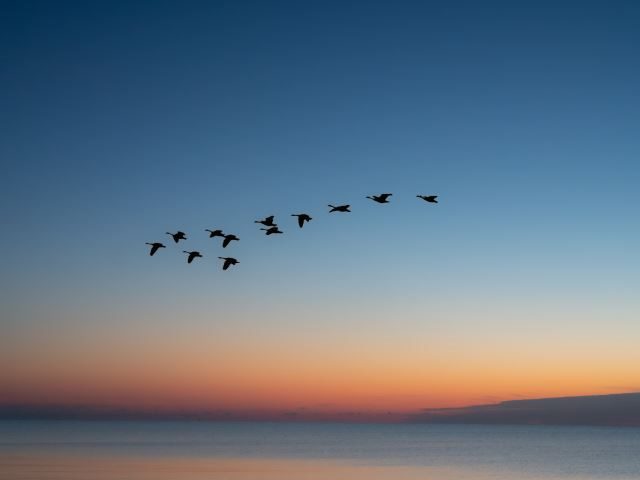 A flock of birds migrating south for the winter - intranet migration concept