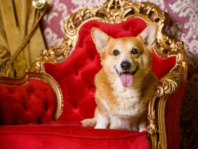 Senior dog, corgi pembroke breed champion on his throne - Best of Breed concept
