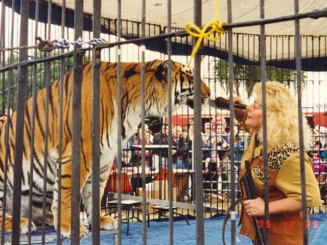lion tamer