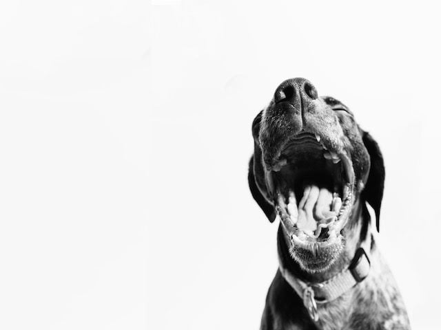 yawning dog