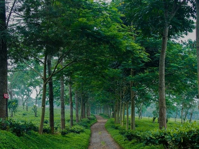 Empty road in woods.