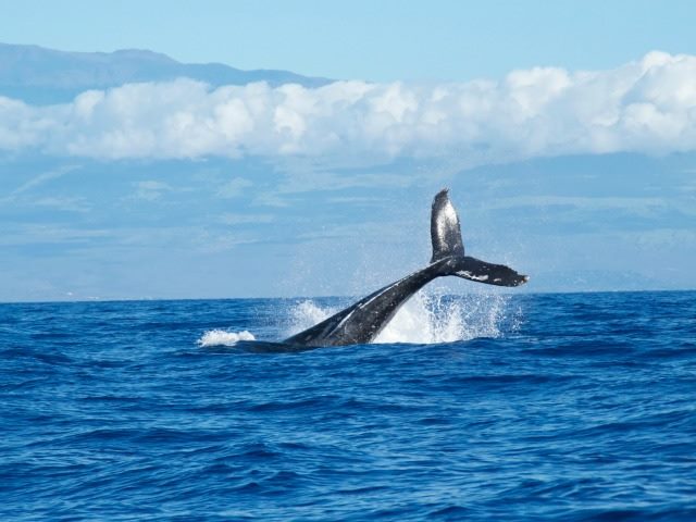 whale tail