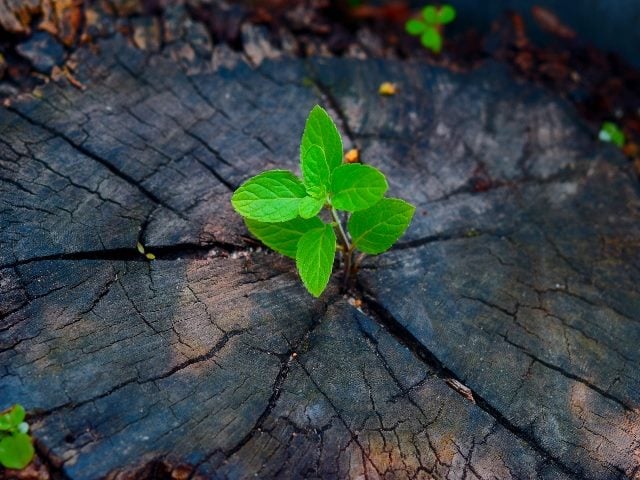 Young plants try to regenerate on dead stumps. 