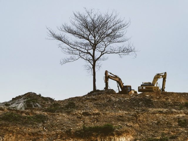 lone tree