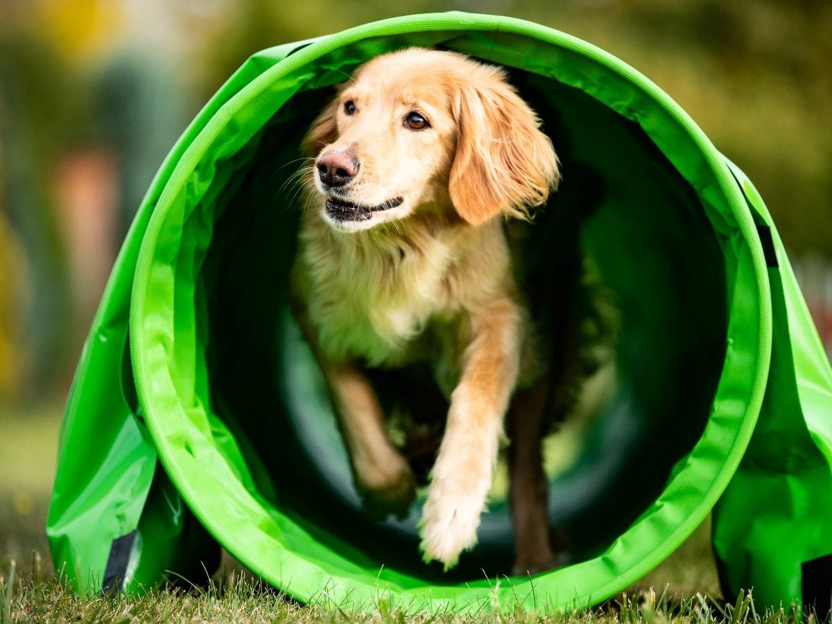 Golden retriever running through a bright green agility tunnel outdoors on grass, mid-stride with one paw extended and focused expression.