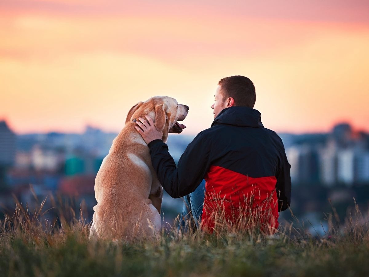 A man sits beside a Labrador retriever on a grassy hill at sunset, overlooking a city skyline while gently resting his hand on the dog’s shoulder.