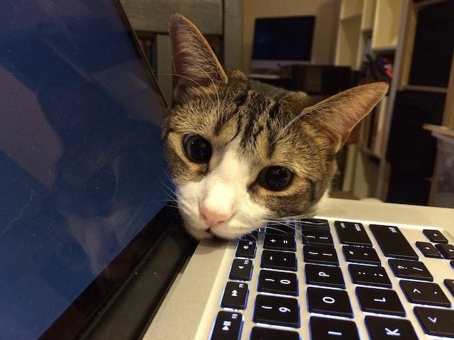 kitten on a laptop