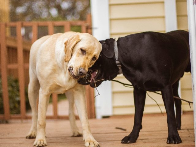 Two lab dogs, yellow on the left and black on the right, playfully battle over a stick.