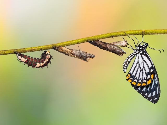 Larva  transforming into caterpillar