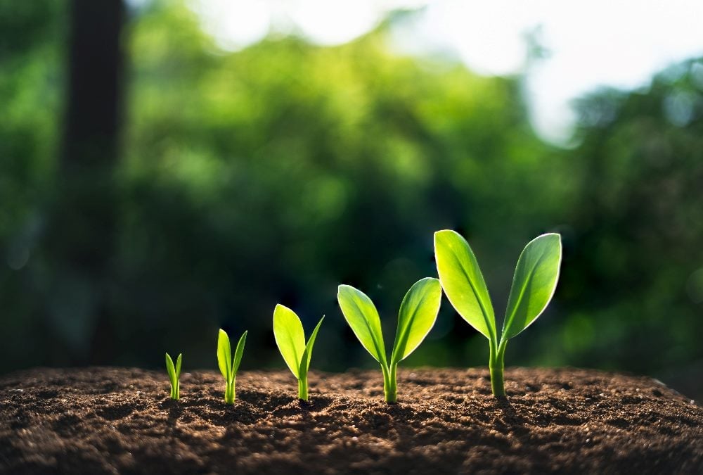 Five small green plants shown at various. stages of growth from the smallest on the left to the tallest on the right in piece about business growth strategies.