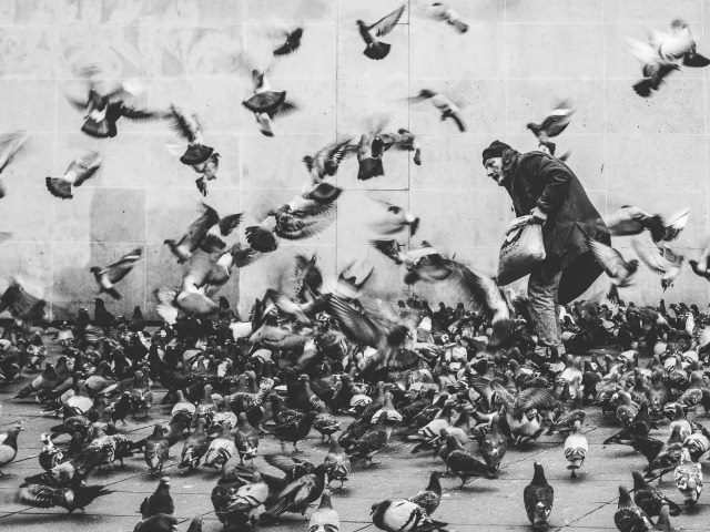 man feeding the pigeons