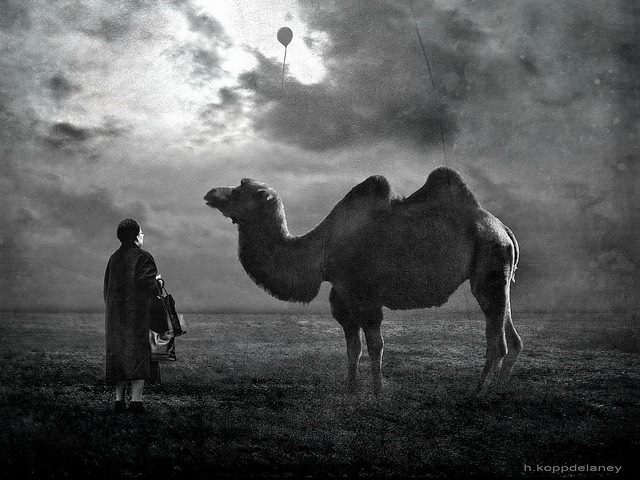 Man with a camel under a cloudy sky