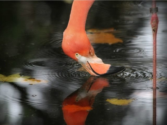 flamingo staring at reflection