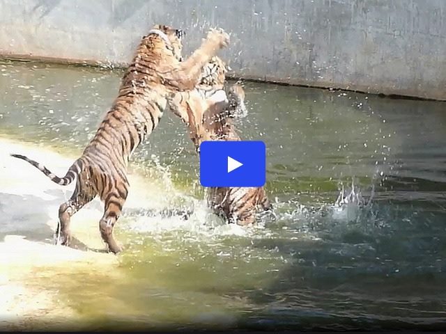 tigers at play