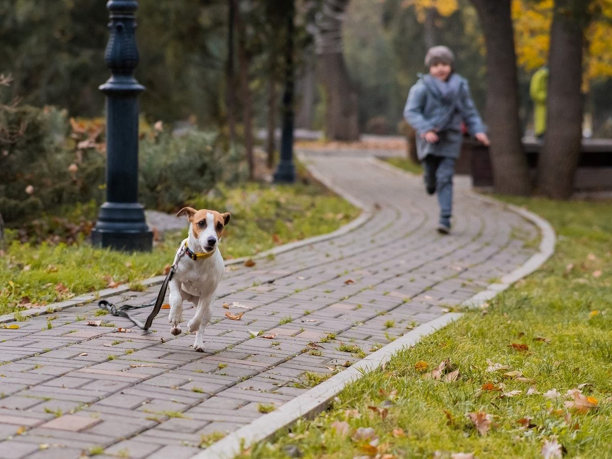 Small dog running ahead on a paved park path with its leash trailing behind, while a person in a coat jogs after it through a tree-lined setting.