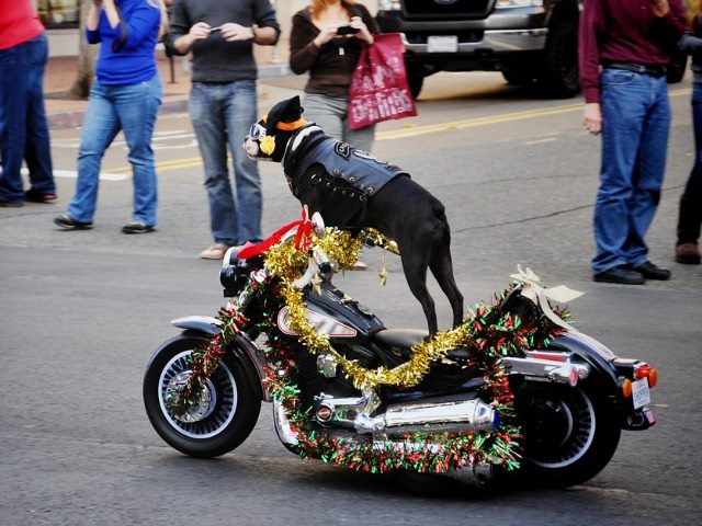 Leader of the Pack