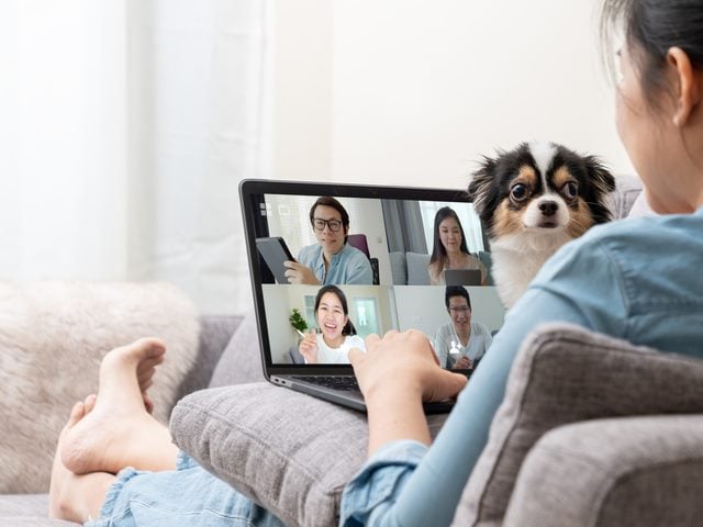 Woman on sofa and team on laptop screen talking and discussion in video conference with dog on her lap.