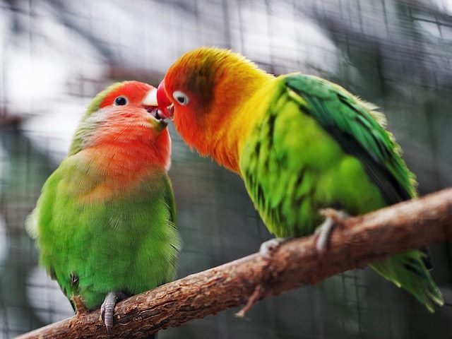 parrots beaks touching