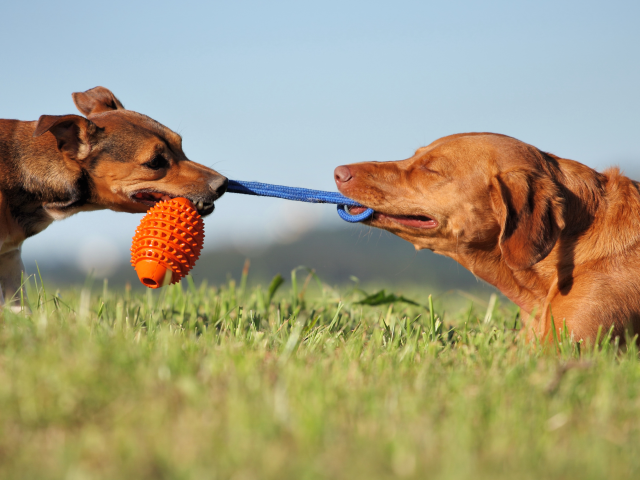 Two happy dogs play tug of war with a piece of blue rope with n orange ball on the end.