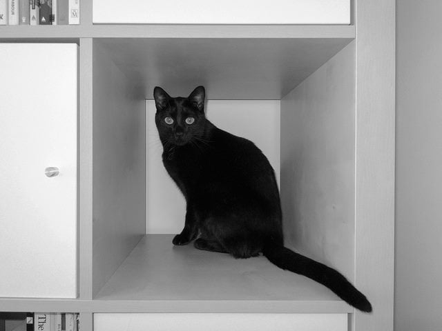 Cat in an open container