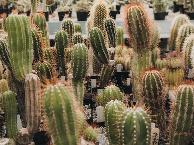 cacti